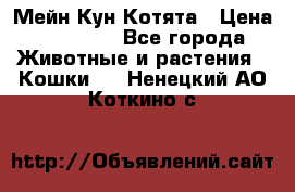 Мейн Кун Котята › Цена ­ 15 000 - Все города Животные и растения » Кошки   . Ненецкий АО,Коткино с.